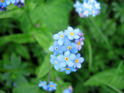 08 0531 myosotis non ti scordar