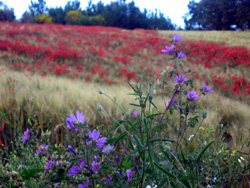 08 0607 fiordalisi sul Conero