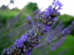 08 0622 lavanda tutto attaccato