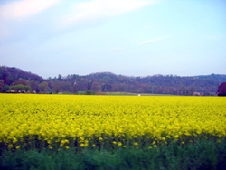 09 0413 prato di giallo