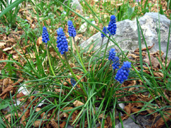 09 0413 muscari