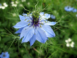 10 0529 anche quest'anno la nigella