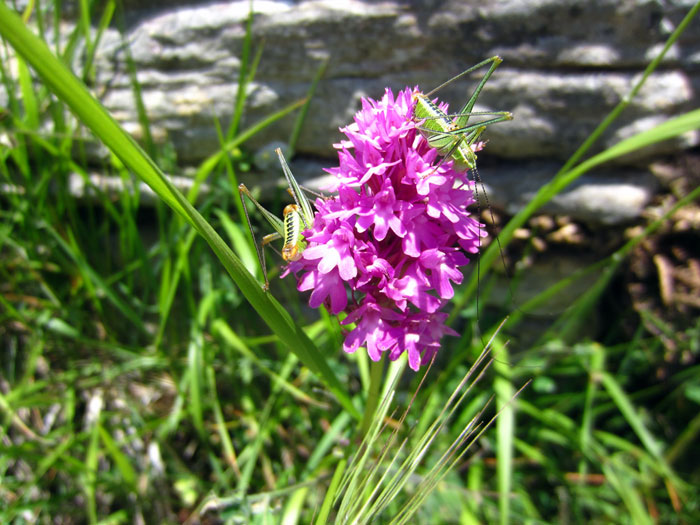 11 0702 colori dell'alpeggio ellenico